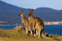 Klokan obrovsky - Macropus giganteus - Eastern Grey Kangaroo 6648